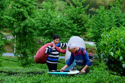 英山县茶叶提档升级茶农增收