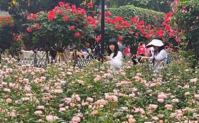 武汉解放公园的月季花已进入盛开期