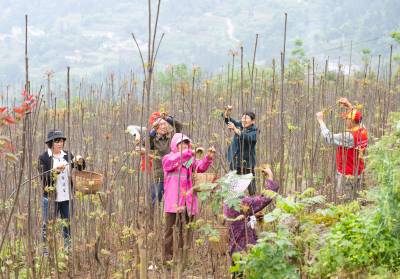 湖北秭归：“电”赋能“椿”香四溢助农增收（客户端采稿）