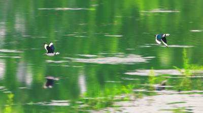 “世界上最小的鸭子”棉凫现身鄂州梁子湖