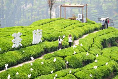 夷陵：茶旅融合焕发茶乡新活力