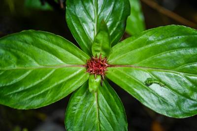 湖北来凤：深山里的野生名贵中草药