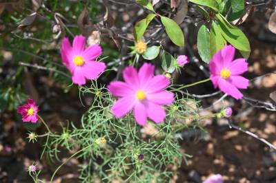 郧阳南化水厂格桑花初夏绽放