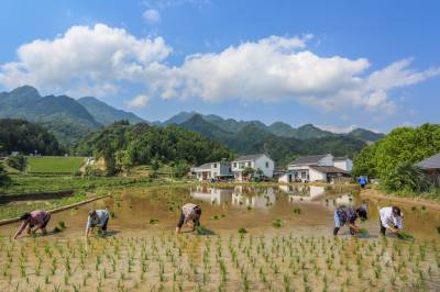 竹溪：水稻生产进入繁忙高峰