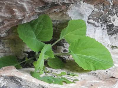 国家二级保护植物崖白菜现身湖北竹山堵河源