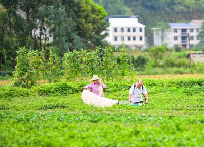 英山：机采秋茶