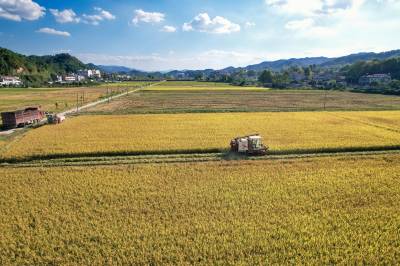 英山：高标农田秋收忙