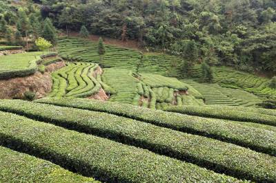 夷陵：满山茶树依山势而植 生态茶园翠绿如茵