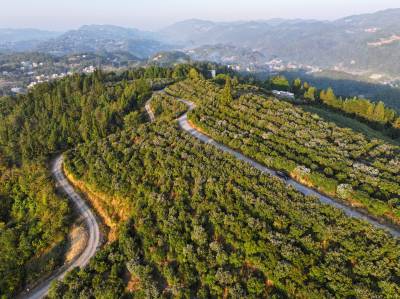 湖北恩施：昔日荒山坡 今成油茶园