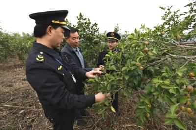                     精准服务送上门   油茶产业促振兴