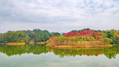 湖北恩施：枫叶红 秋意浓