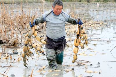 房县：节水工程助力莲藕丰收