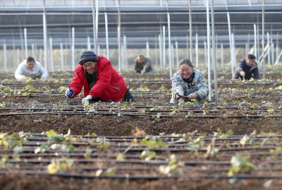 湖北荆门：中药材种植助村民增收致富     