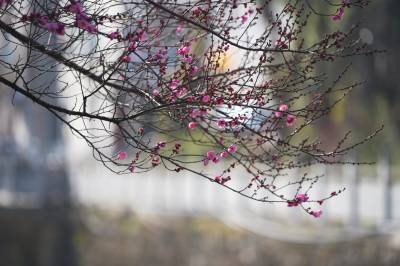 湖北咸丰：小寒时节梅花开