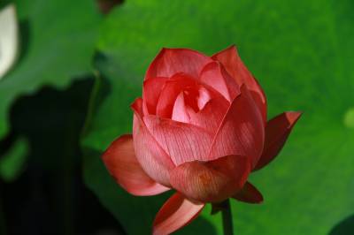 湖北黄冈：白莲河上莲花开