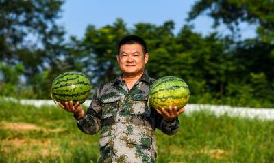 嘉鱼高铁岭镇九龙村昔日林地变身“甜蜜”产业
