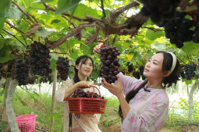 葡萄成熟时，游客采摘乐