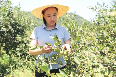 湖北竹山：荒坡结出“致富果”
