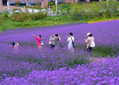 湖北巴东：夏日花海引客来（客户端采稿）