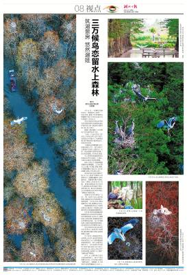 2025.5.6 三万候鸟恋留水上森林