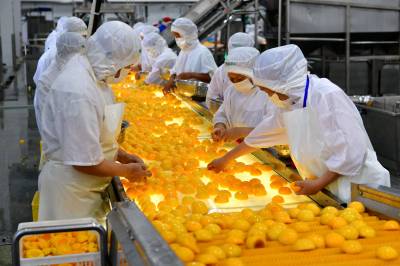 黄桃深加工助农增收