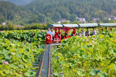荷塘里开起小火车 乡村旅游添新趣