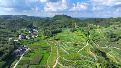 房县：水土流失地蝶变“金叶田”