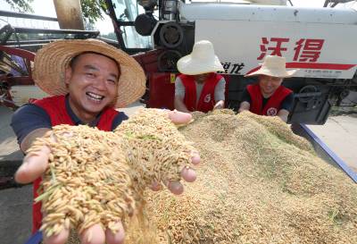 湖北沙洋：40万亩再生稻喜迎丰收季（客户端采稿）