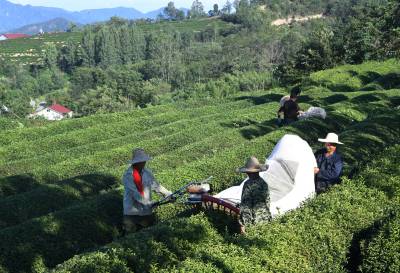 湖北保康：夏茶采收忙