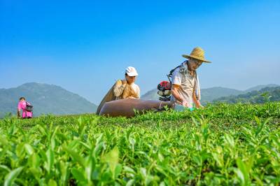  英山：机采夏茶促增收