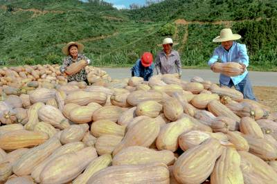 竹山溢水：油茶林里种出“金南瓜”