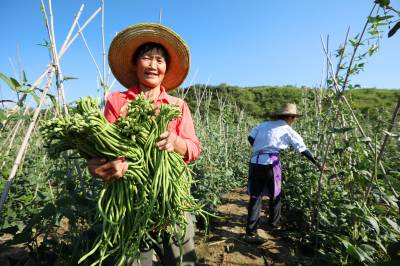 房县：“订单”蔬菜种植 助力农民致富