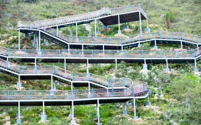 郧阳打造野生连翘旅游保护基地