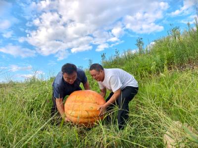 竹山溢水镇小东川村太空南瓜王  初秋引围观