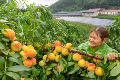 湖北秭归：采摘黄桃供应市场
