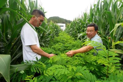 从“矿老板”到“药司令”：陈孝勤带领竹山大庙乡走出绿色致富路
