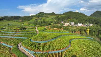 房县：荒山蝶变“金土地”