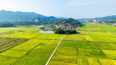 湖北英山：高标农田 丰收在望
