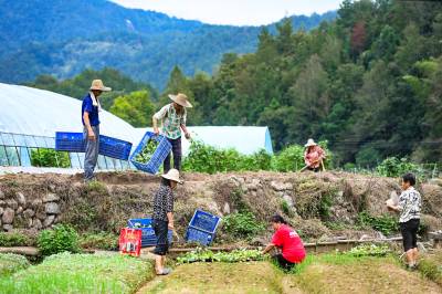 英山：蔬菜种植助力农民增收