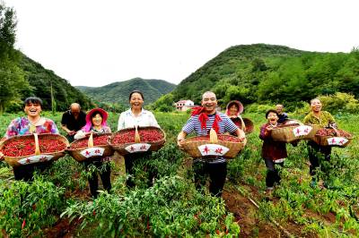 湖北南漳：丰收“椒”响曲