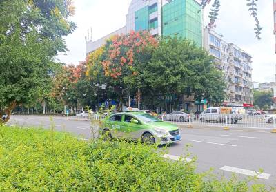 栾树花开满城秋