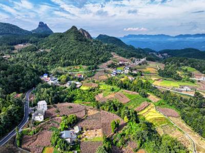湖北恩施：山乡秋收忙