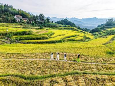 湖北蕲春：农旅融合助力乡村振兴（客户端采稿）