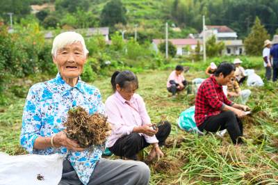 湖北英山：道地药材助振兴