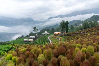 湖北恩施：云雾峡谷茶园地肤草景观成国庆网红打卡地