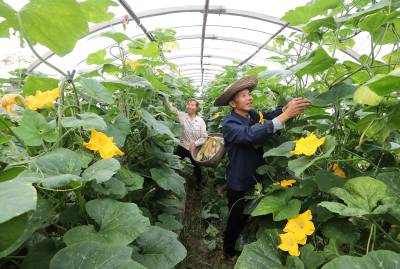 湖北荆门：“菜篮子”基地采收忙      