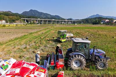 湖北英山：“油稻”轮作助力村民增收