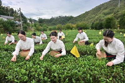 竹山县培养高端茶文化推广人才