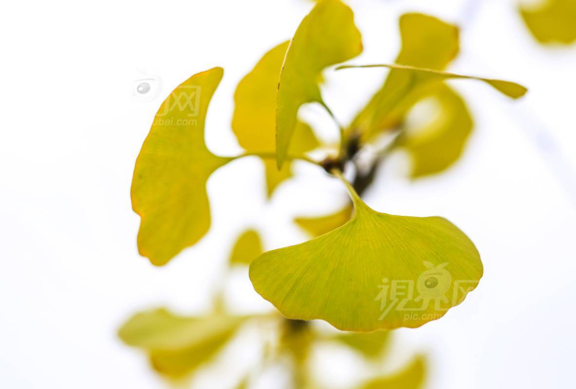 954392