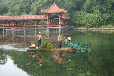 枝江：清漂洁湖优化水生态环境 